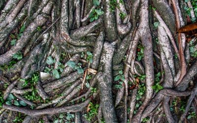 Working with Herbs and Plants in Hoodoo Rootwork