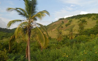 The Influence of Haitian Voodoo Priests on Culture and Tradition